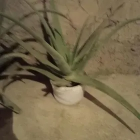 Aloe gul Aloy