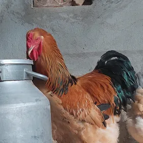 Brama Paliwi