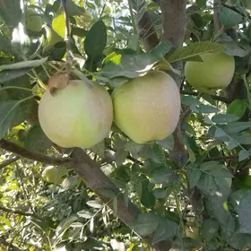 durli gornushli miweli bağlar