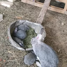 welikan towşan çagasy