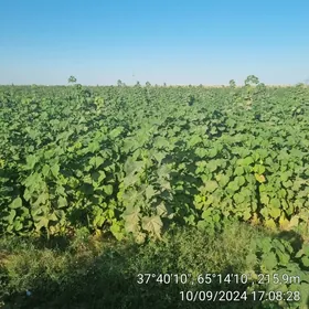 Paulownia,Pawlowniya,Павловния