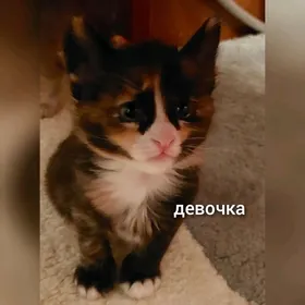 домашние котята