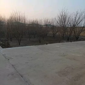 taze oba