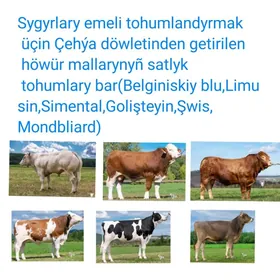 Satlyk Sygyr tohumlary