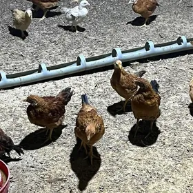 juyje 300gram 20 man