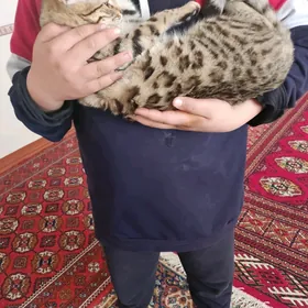 Bengal pişigi