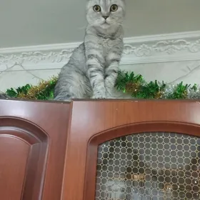 кошка