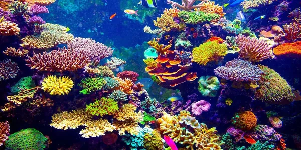 Ученые создали подводный «светильник» для спасения коралловых рифов