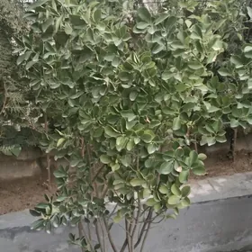 Wesni zlyonni