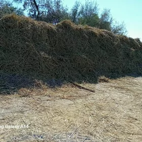şaly saman