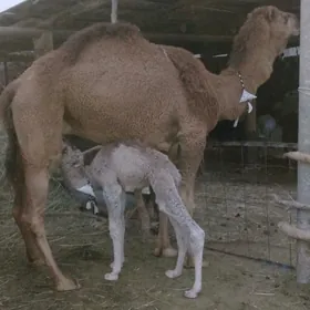 körpe köşekli düýe