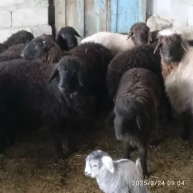 garakol urkacy issek baherden