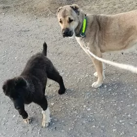 satkyk turkmen köpeği