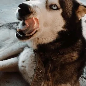 husky