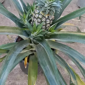 Ananas