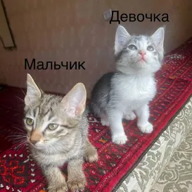 котята