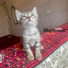 котенок мальчик