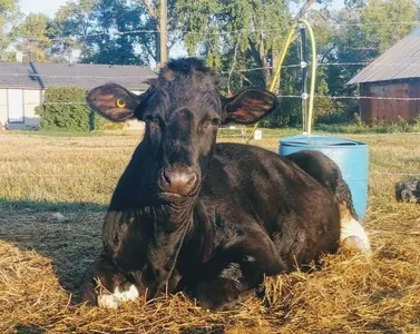 "Sygyr eti" lakamly öküz Ginnesiň rekordlar kitabyna girdi. Onuň boýy 1,95 metre ýetýär