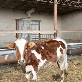 original simmental unajynlar