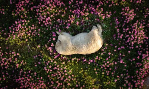 Подведены итоги конкурса снимков дикой природы The Nature Photography Contest