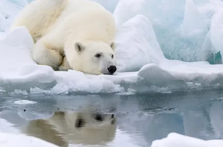 Морской лед на Земле достиг самого низкого уровня с 1979 года