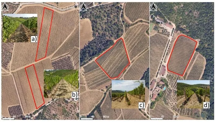 Italiýada üzüm hasylynyň mukdaryny dronlaryň kömegi arkaly çaklarlar