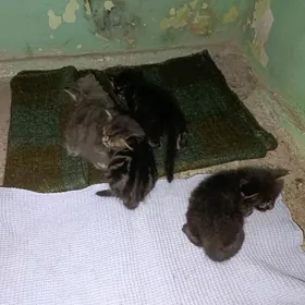 4 Котята отдам в добрые руки