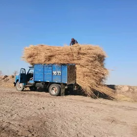 hyșșa gamyș