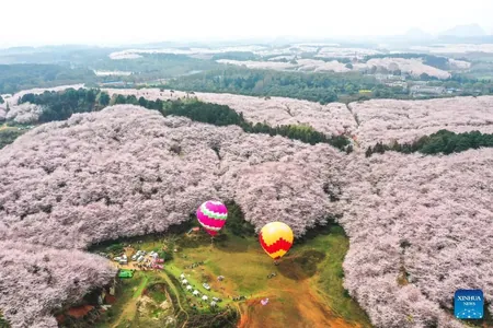 Hytaýyň Anşun şäherinde dünýäde iň uly sakura baglygy gülleýär