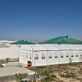 Han palata