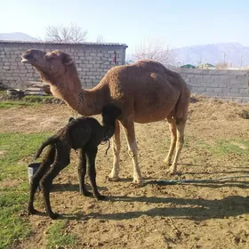 köşekli düýe