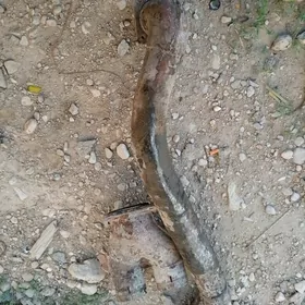 gluşitel turba