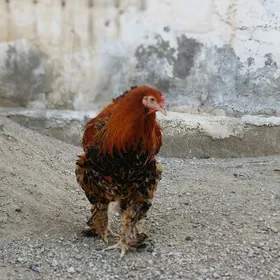 Brama horoz
