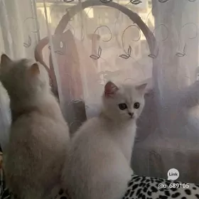 шотландские котята