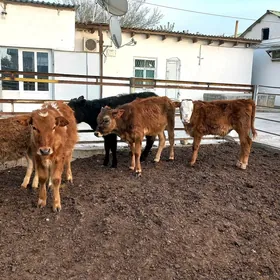 Şiwet okuzçe.