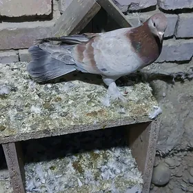 Kepderi