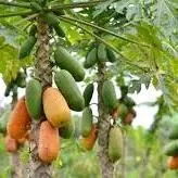 Papaya
