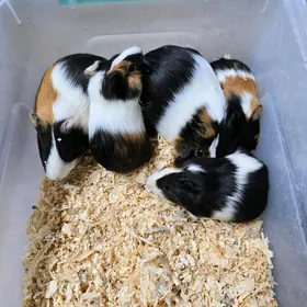 Морские свинки