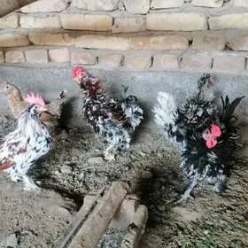 кирпи японский