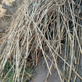 Gargy gamyş.