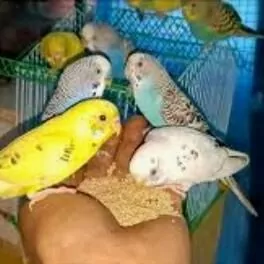 popugay
