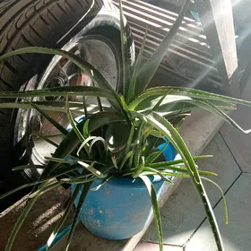 Aloe vera