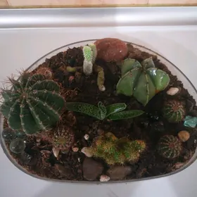 Кактусы