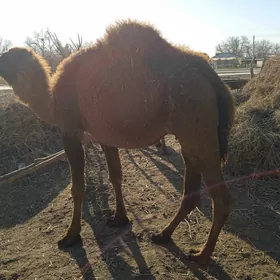 Düýe