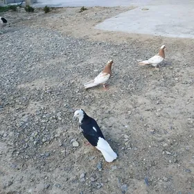 Kepderi