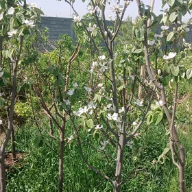 aýwa