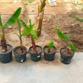 Banan nahal