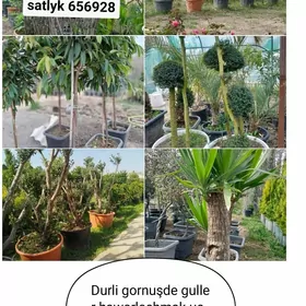Dekaratiw Baglar