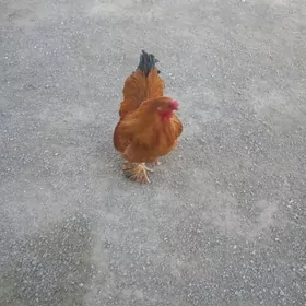 brama palawin