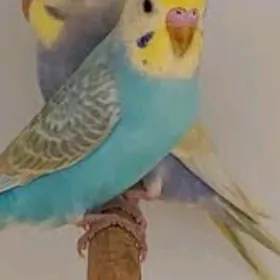 popugay is gus